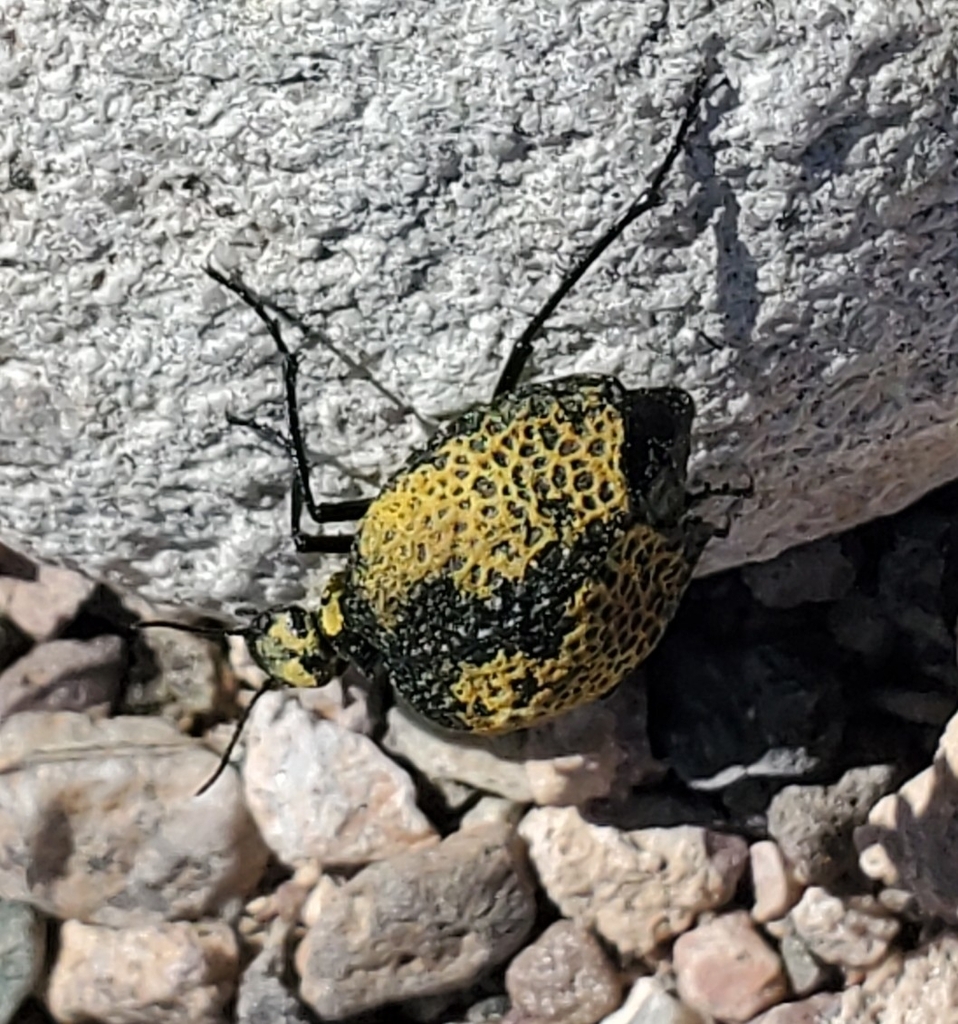 Inflated Beetle