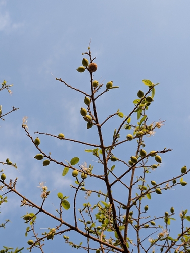 Image of Alangium salviifolium by (c) Ravuri Krishna Chaitanya, some rights reserved (CC BY)