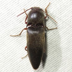 Diplostethus opacicollis