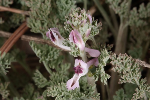 Corydalis racemosa