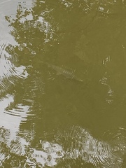 Lepisosteus platostomus