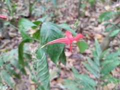 Ruellia macrophylla