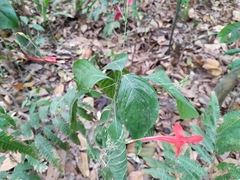 Ruellia macrophylla