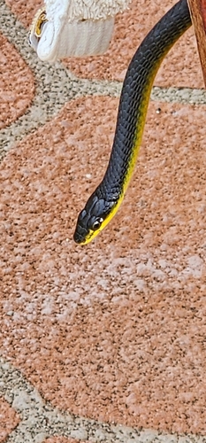 Common Tree Snake sighting