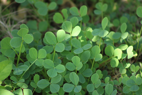 Medicago polymorpha, 2025-03-21