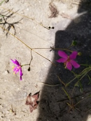 Phemeranthus mengesii