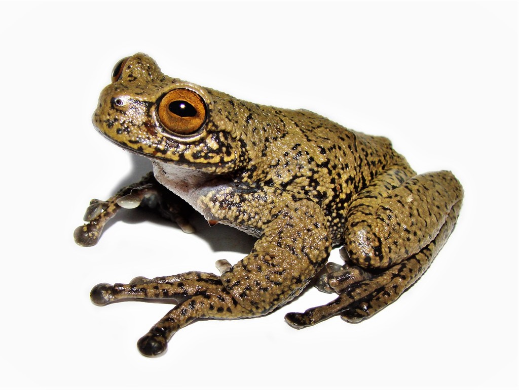 Armed Tree Frog