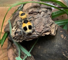 Dasymutilla cressoni