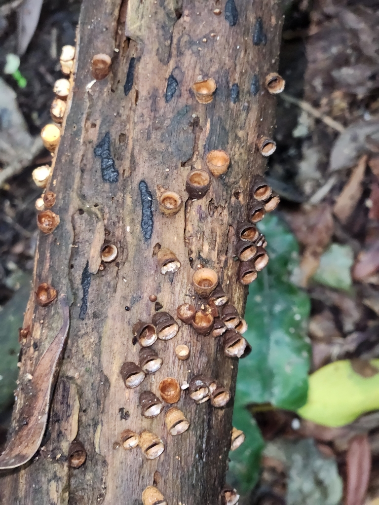 Crucibulum simile · March 2025 · photo: © squidney8 (iNaturalist, cc0)