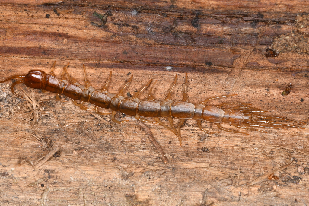 Gosibius brevicornis