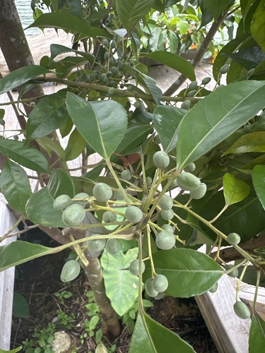 Elaeocarpus mastersii observed 2025-03-23