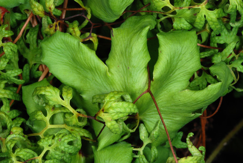 Lygodium palmatum