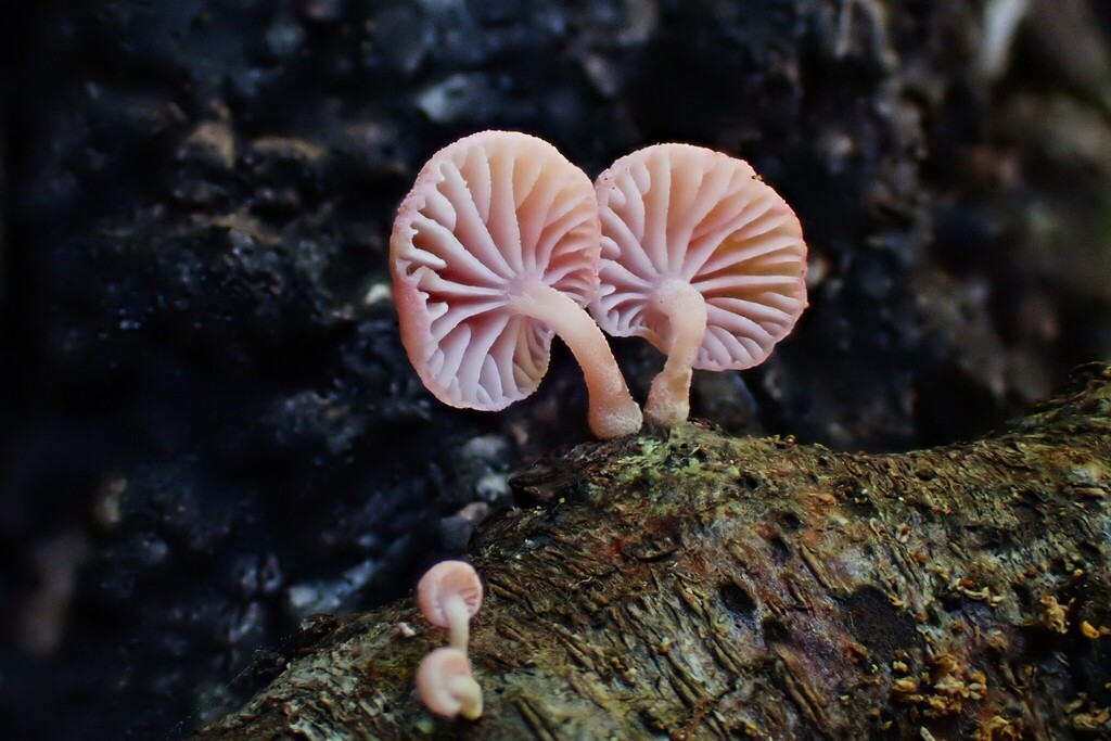 Mycena roseoflava · March 2025 · photo: © nicnation (iNaturalist, cc-by)