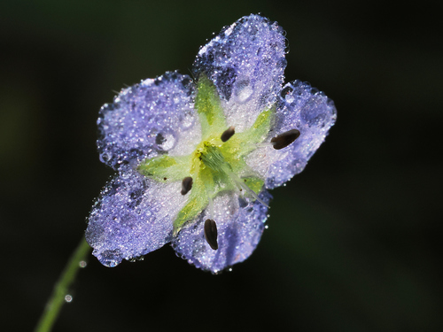 Eastwood's baby blue eyes (Nemophila pulchella)