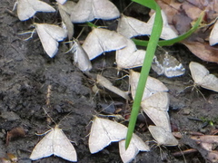 Anania fuscalis