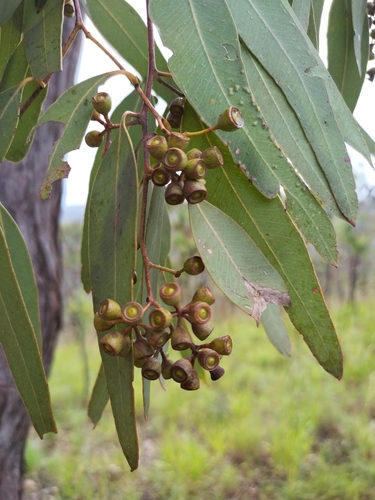 Eucalyptus atrata