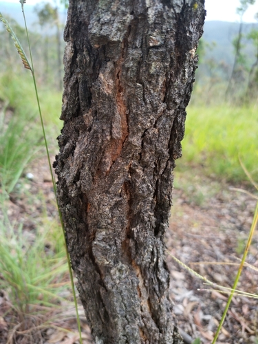 Eucalyptus atrata 2