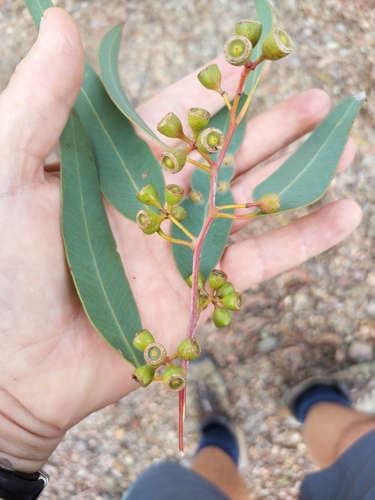 Eucalyptus atrata 3