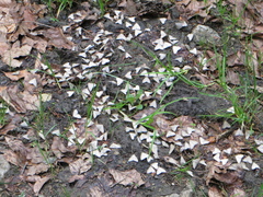 Anania fuscalis