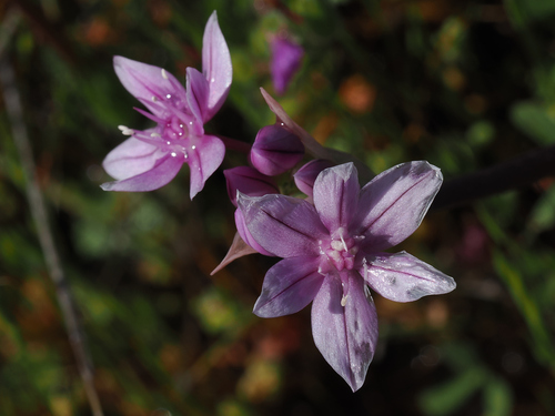 Glassy onion (Allium hyalinum)