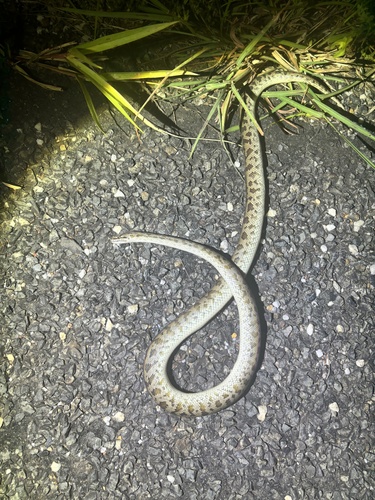 Spotted Python sighting