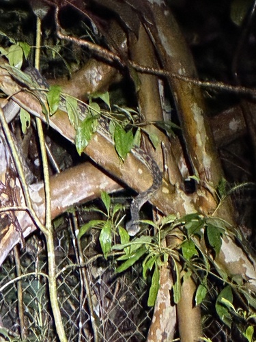 Australian Scrub Python sighting