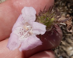 Agalinis densiflora