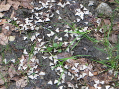 Anania fuscalis