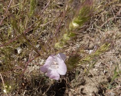 Agalinis densiflora
