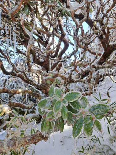 Image of Rhododendron pseudochrysanthum by (c) vrxz, some rights reserved (CC BY-SA)