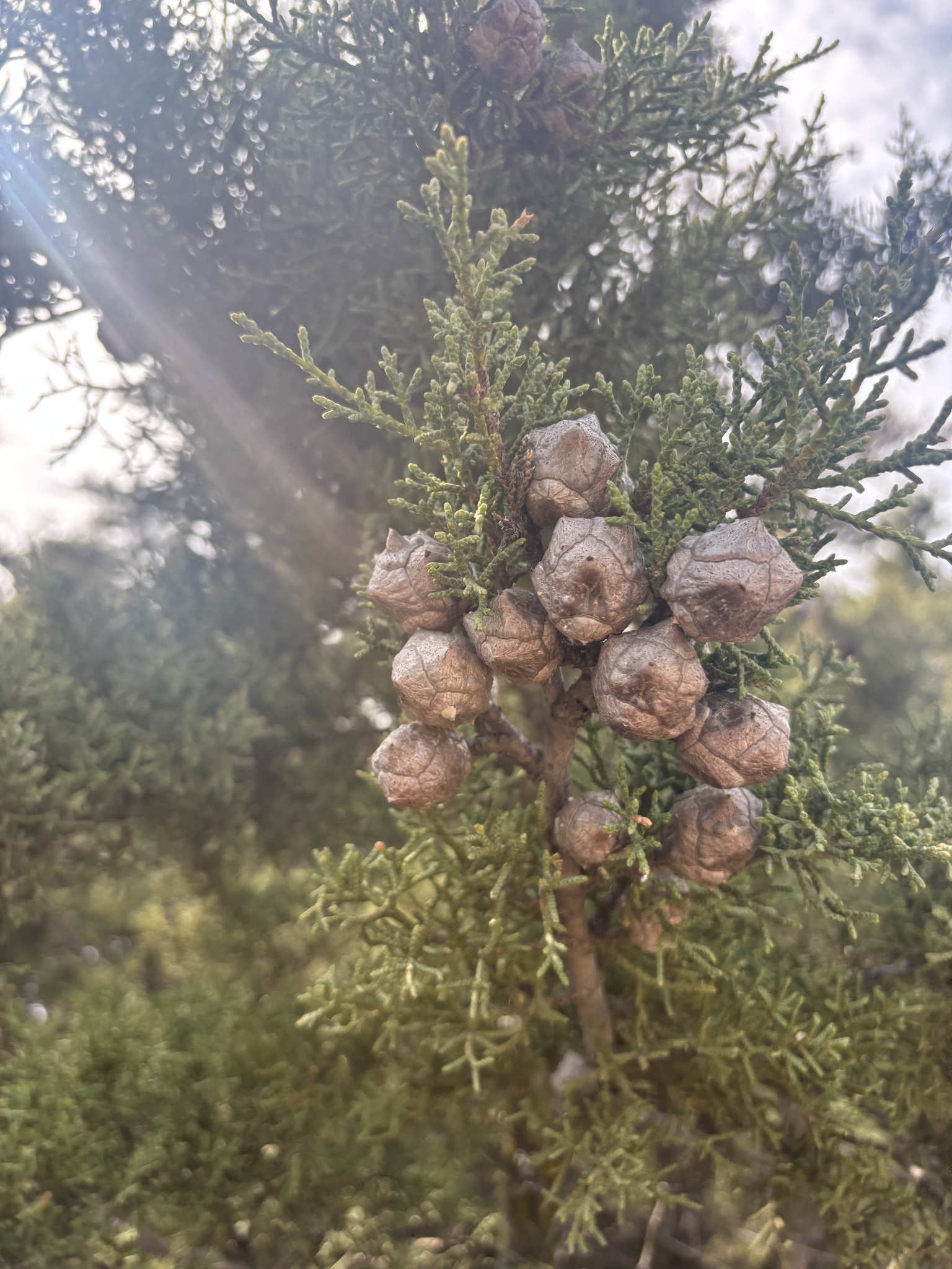 Hesperocyparis sargentii