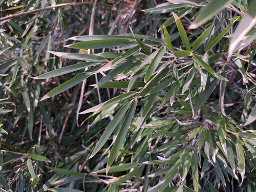 Yushan cane (Yushania niitakayamensis)