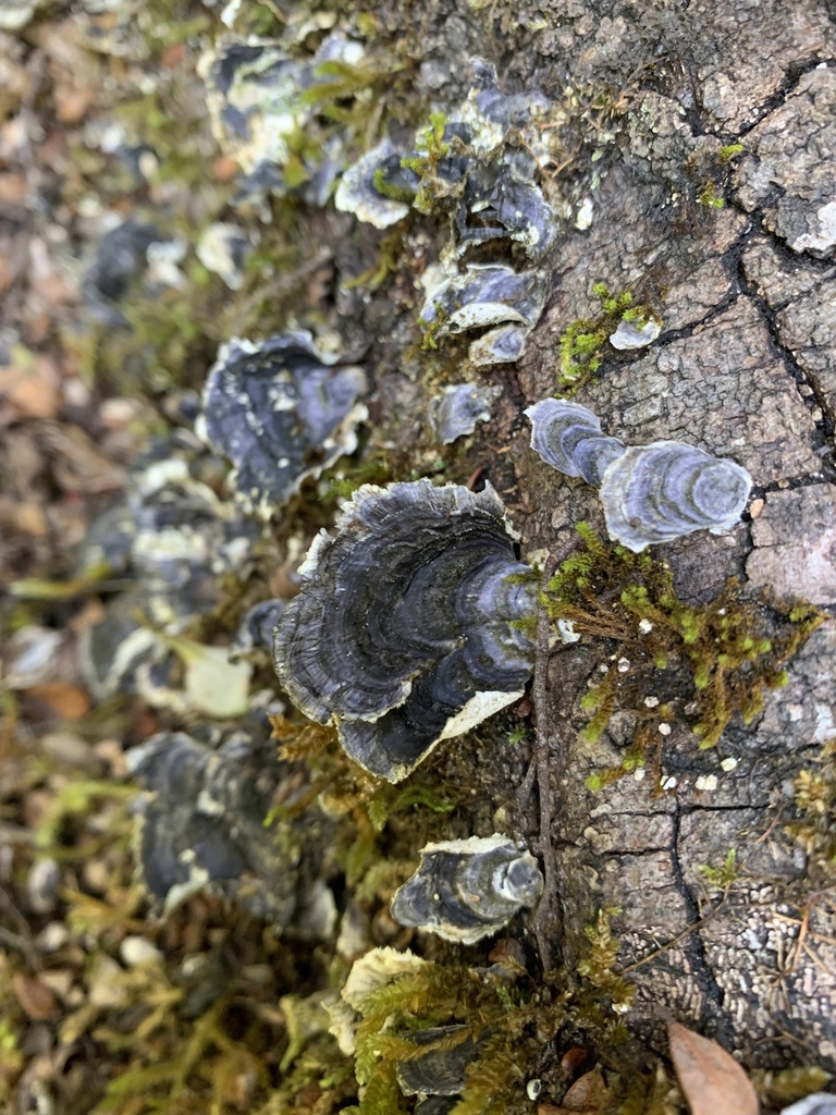 Trametes versicolor · March 2025 · photo: © henry_id (iNaturalist, cc-by)