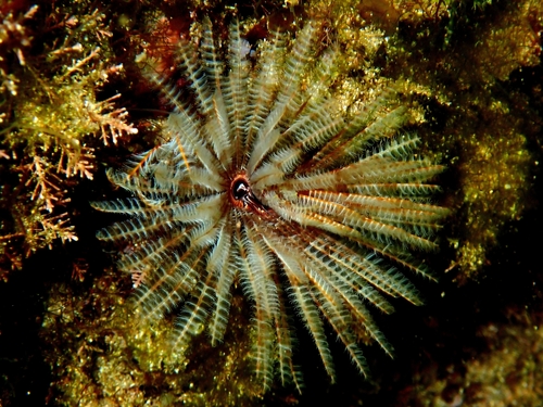 Sabellastarte australiensis
