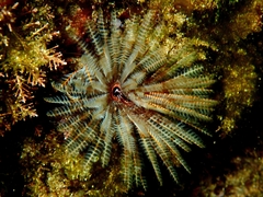 Sabellastarte australiensis