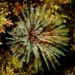 Sabellastarte australiensis
