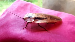 Archimandrita tessellata