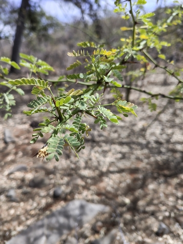 Image of Parkinsonia praecox by (c) Abraham Sánchez Romero, some rights reserved (CC BY)