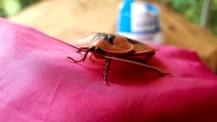 Archimandrita tessellata