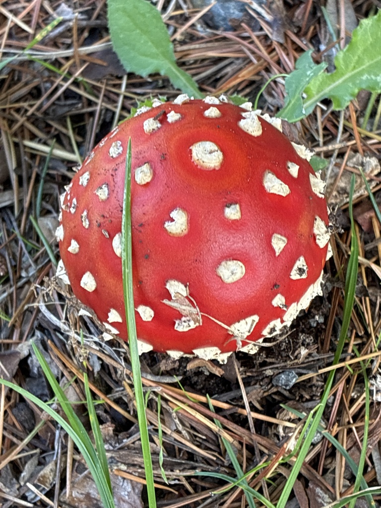 Amanita muscaria · March 2025 · photo: © jennysaito (iNaturalist, cc-by)