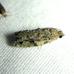 Proteoteras implicata