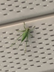 Hubbellia marginifera