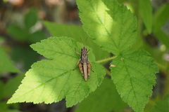 Melanoplus mancus