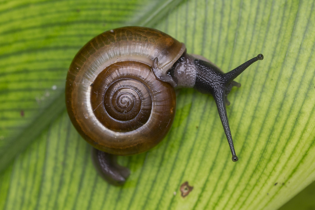 Macrochlamydinae