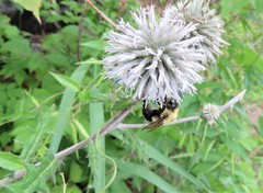 Echinops sphaerocephalus