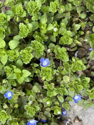 bird's-eye speedwell