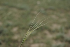 Stipa sosnowskyi