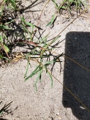 Phemeranthus mengesii