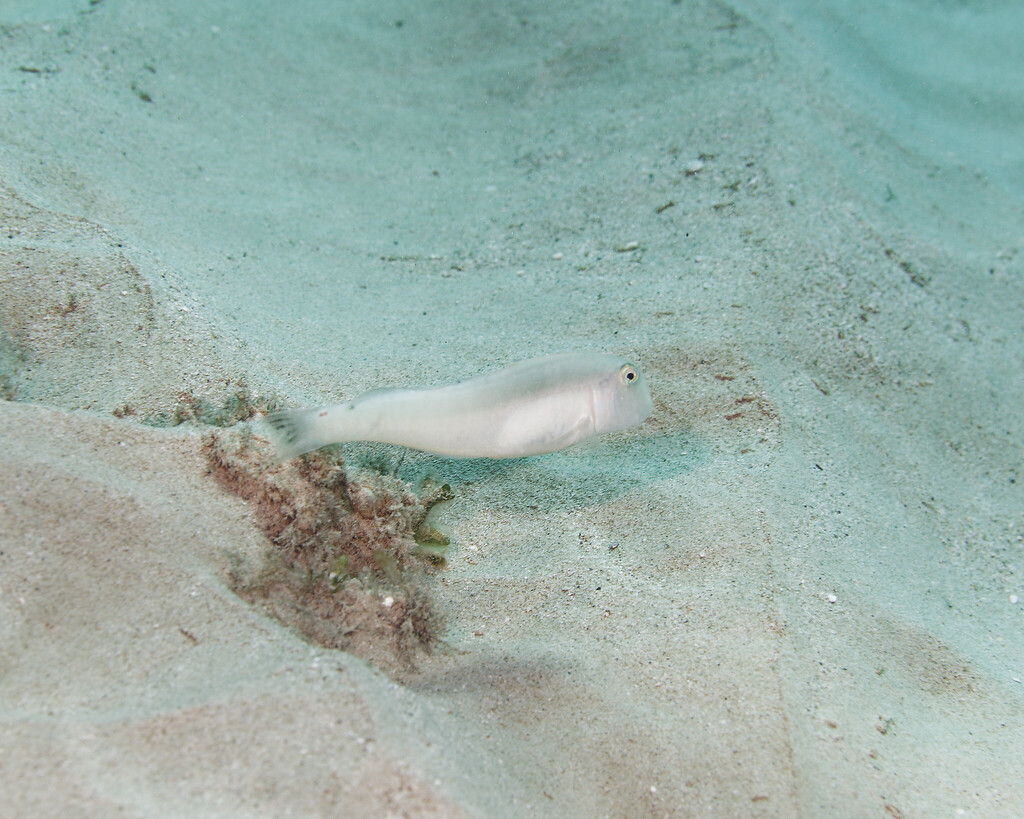 Sharpnose wrasse (Cymolutes lecluse) — Labridae