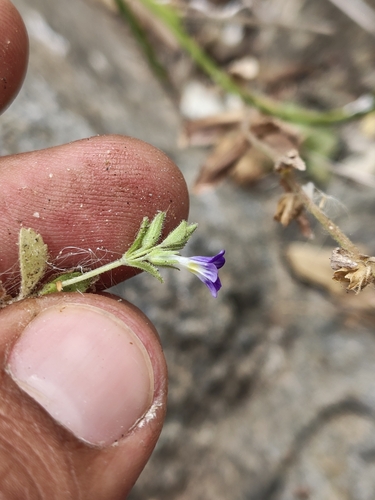 Image of Stemodia durantifolia by (c) Abraham Sánchez Romero, some rights reserved (CC BY)